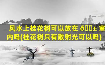 风水上桂花树可以放在 🐱 室内吗(桂花树只有散射光可以吗)